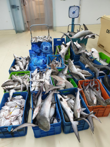 Ministry of Climate Change and Environment Seizes 1.7 Tons of Fish Following Surprise Inspection at Waterfront Market in Dubai