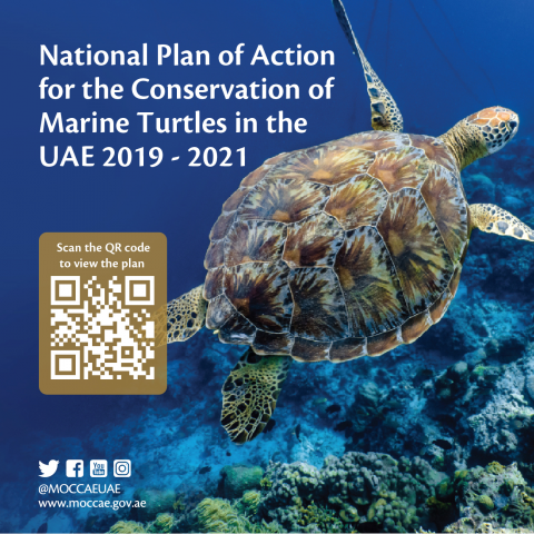 Ministry of Climate Change and Environment Unveils National Marine Turtle Conservation Plan
