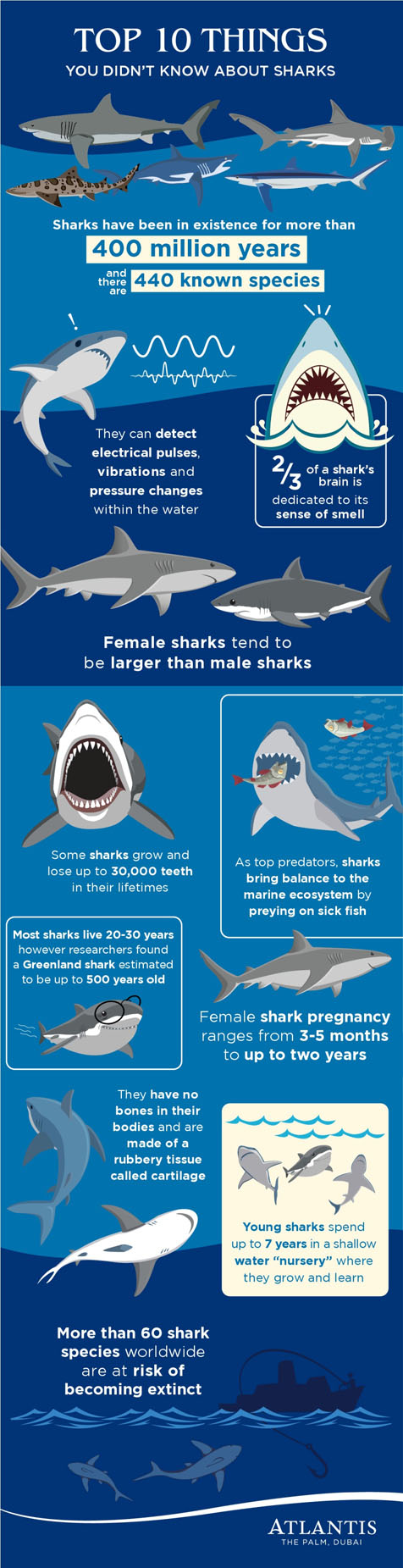 Atlantis-The-Palm-Shark-Week-Infographic-English.jpg