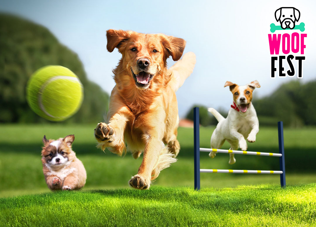 dogs-branded.jpg