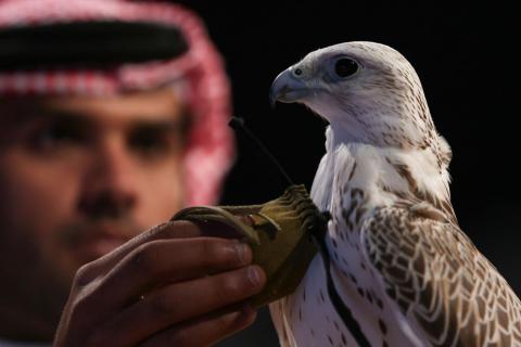 2nd Saudi Falcons and Hunting Exhibition opens in Riyadh Friday